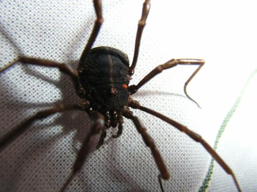 Zachaeus sp.